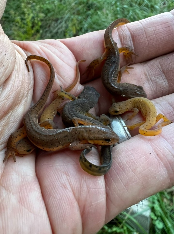 Central Newts